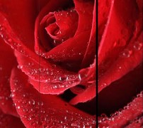 paravent-roses-rouges-180-2.jpg