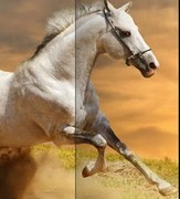 paravent-chevaux-blancs-181.jpg
